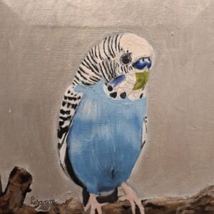 Blauwe grasparkiet